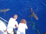 North Shore Shark Encounters North Shore Shark Encounters
